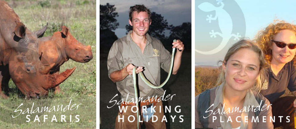 Salamander Collection